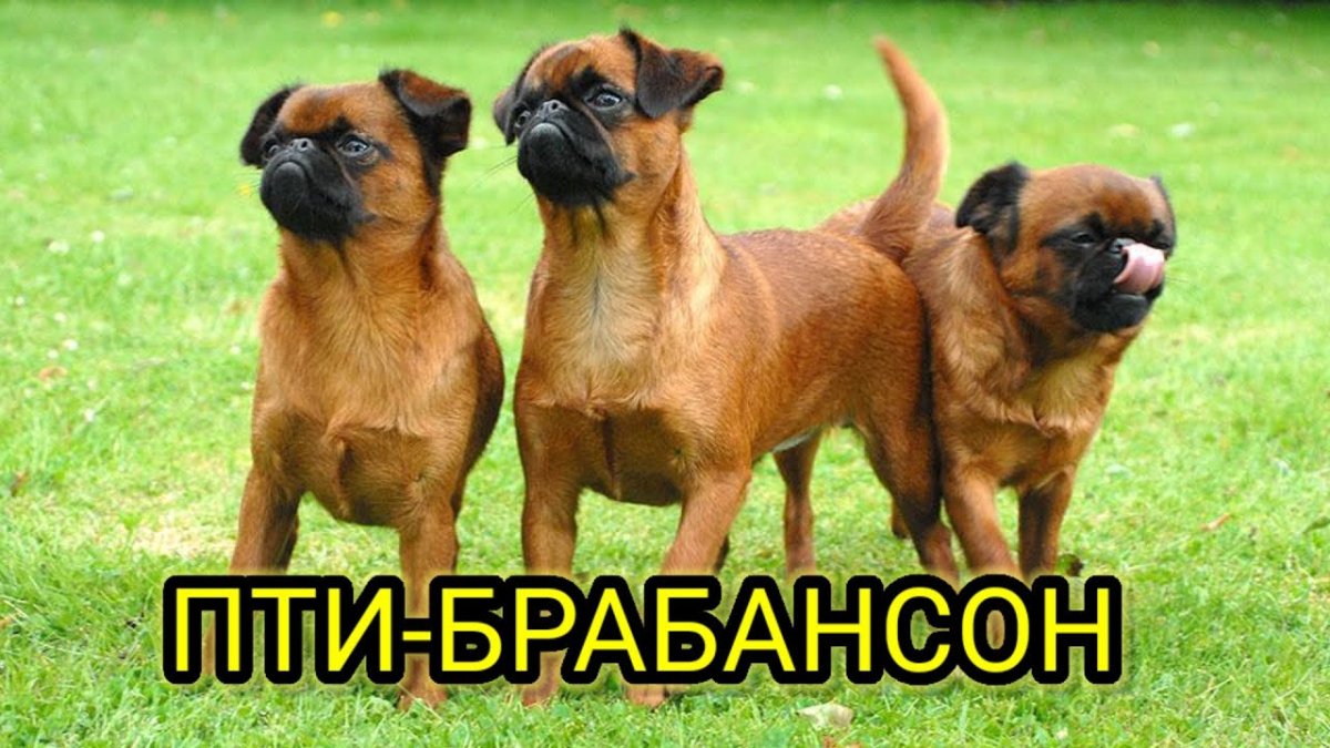 Гриффон Пти брабансон
