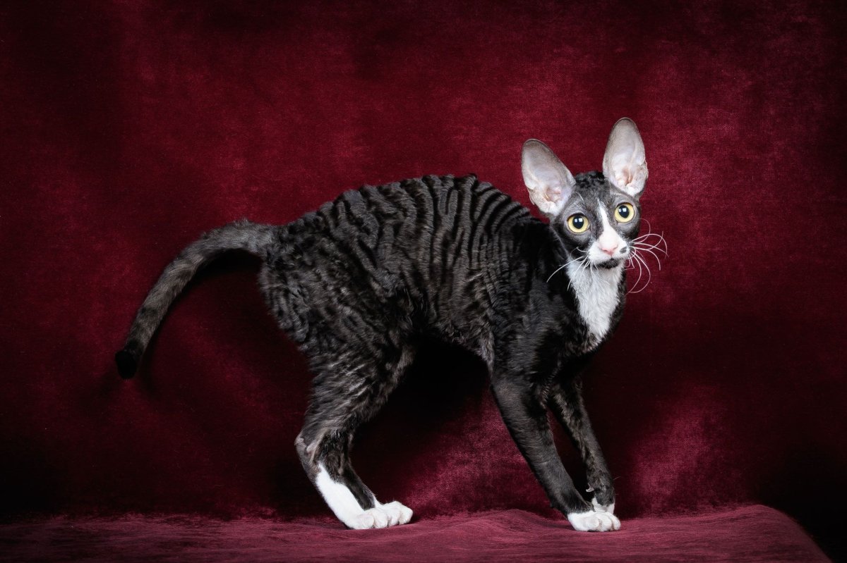 Коты породы Корниш рекс