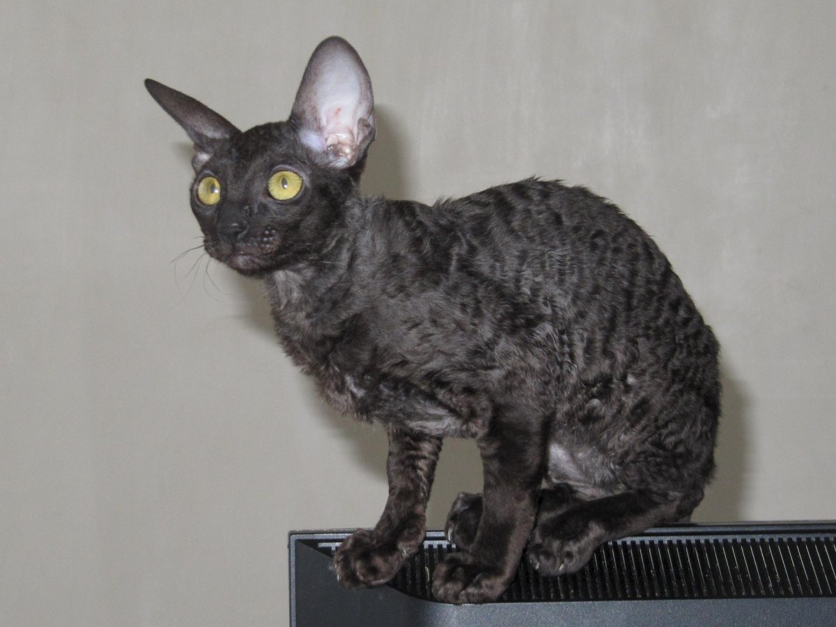 Кот Корниш рекс черный