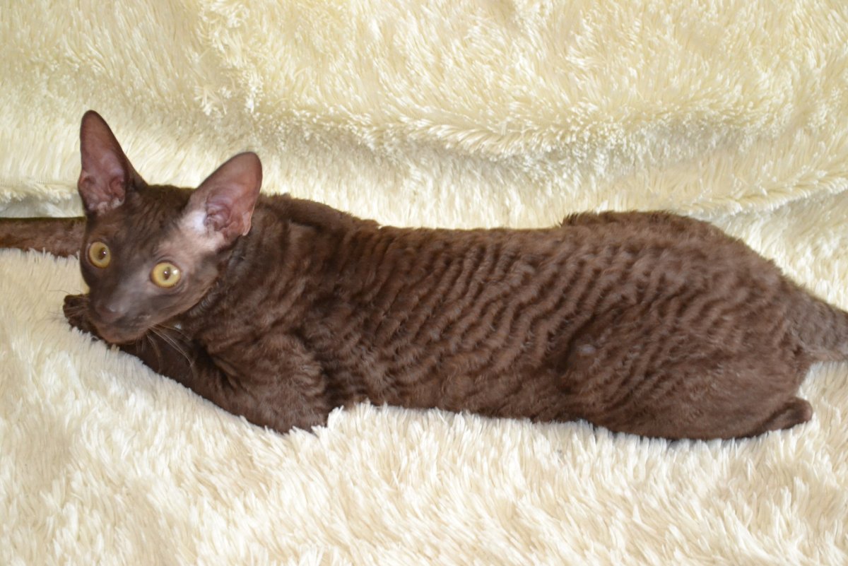 Корниш рекс котята