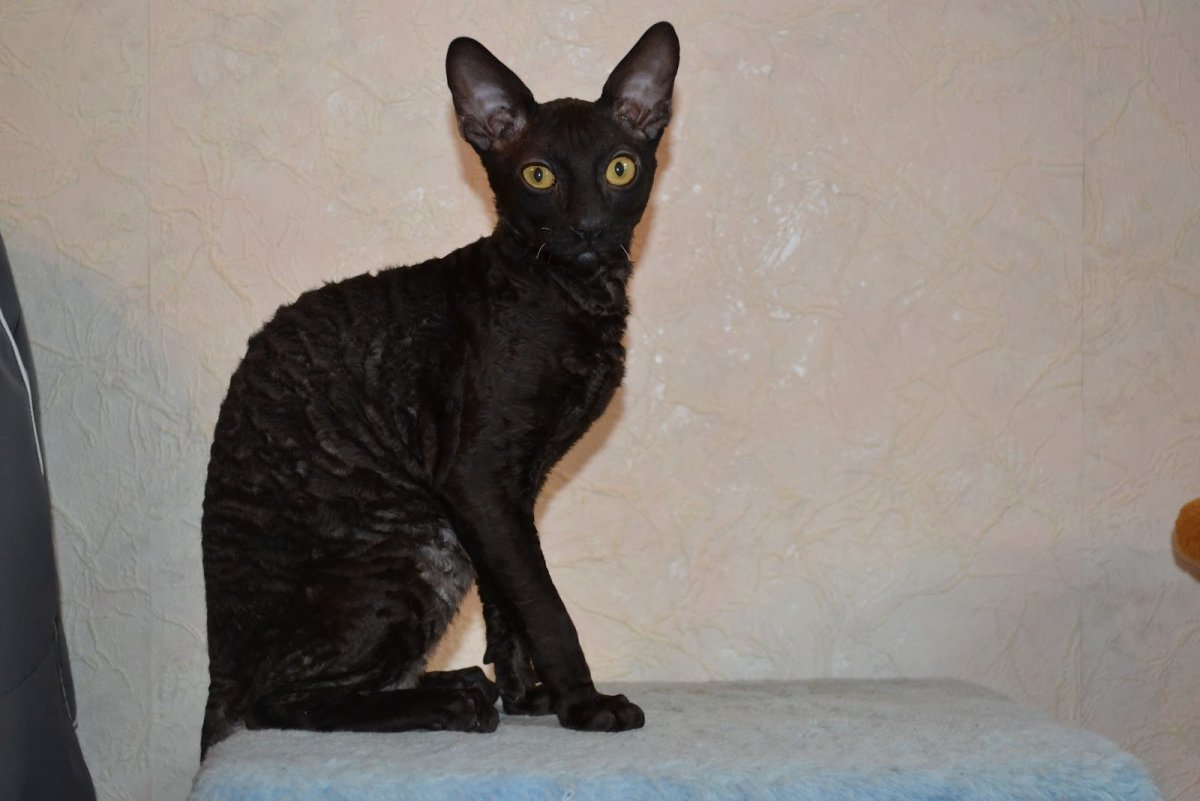 Корниш рекс кошка