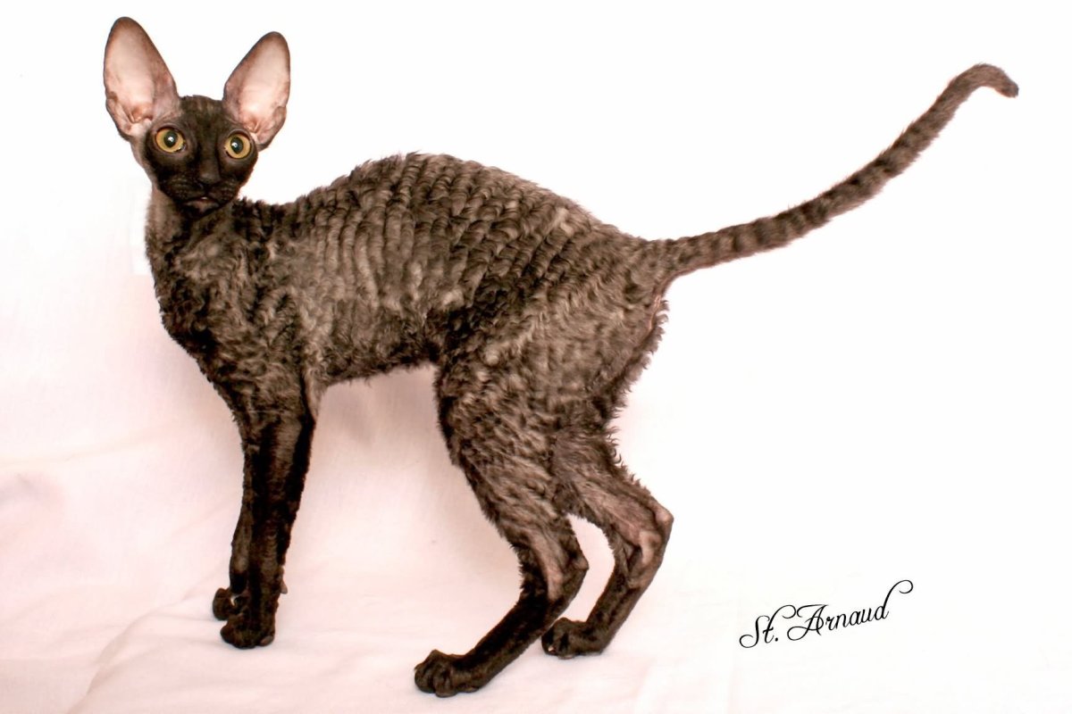 Корниш рекс кошка