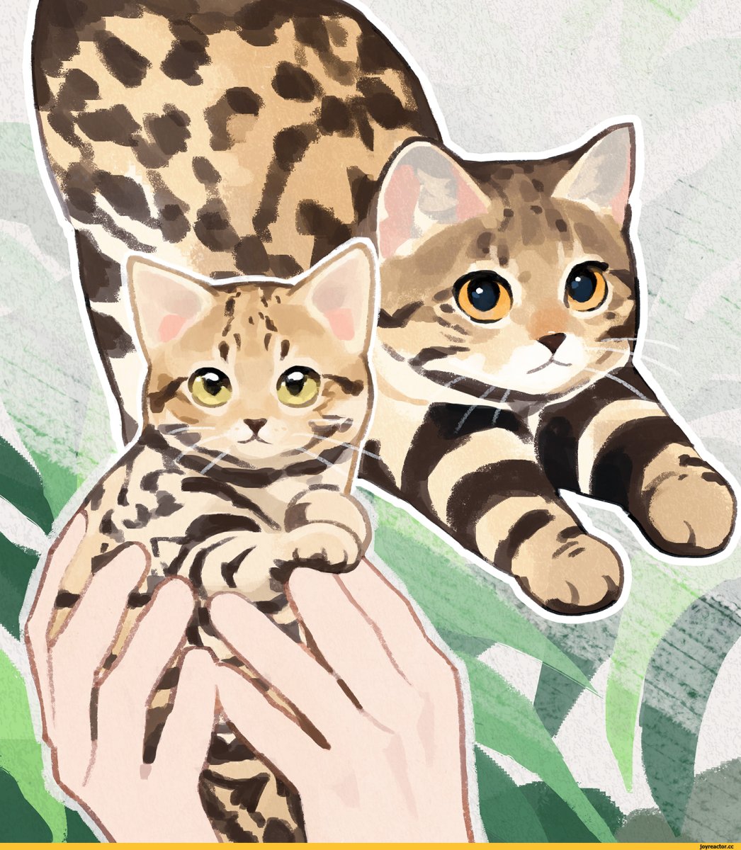 Котики