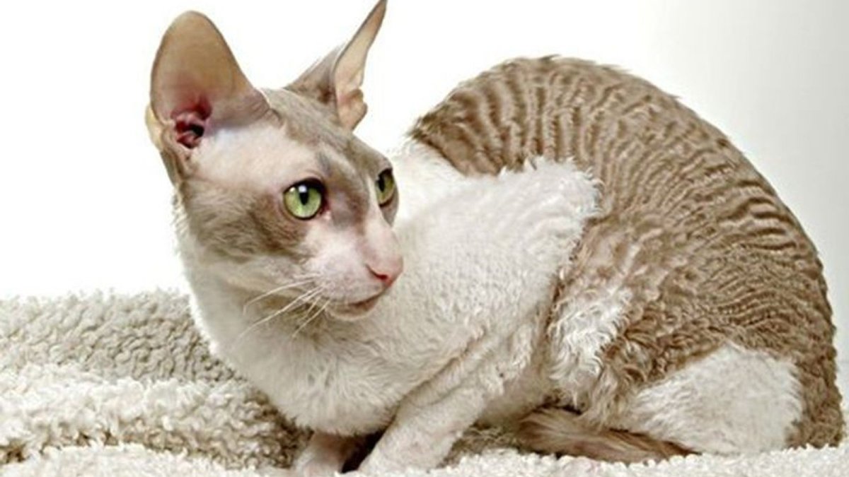 Корниш рекс котята