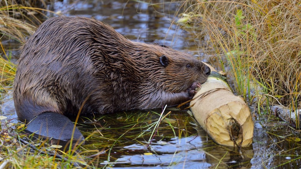 Buffcoat and beaver