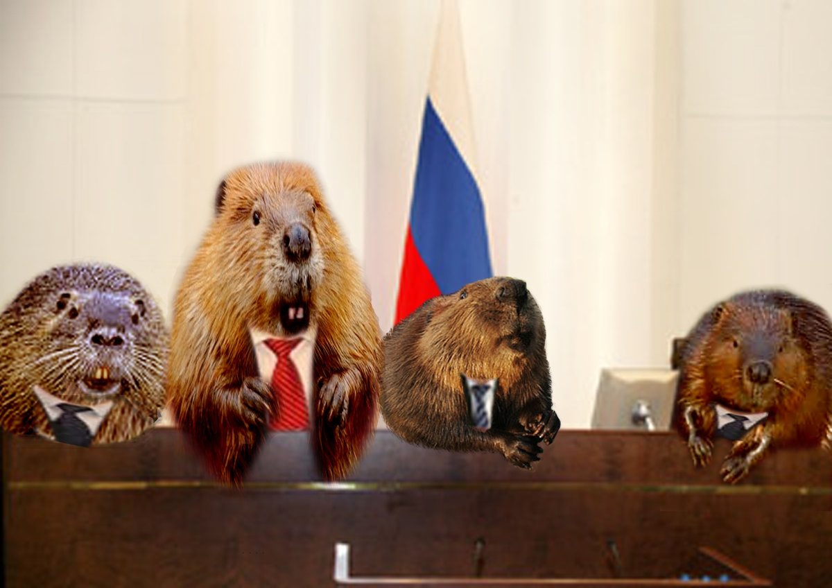 Бобер смешной