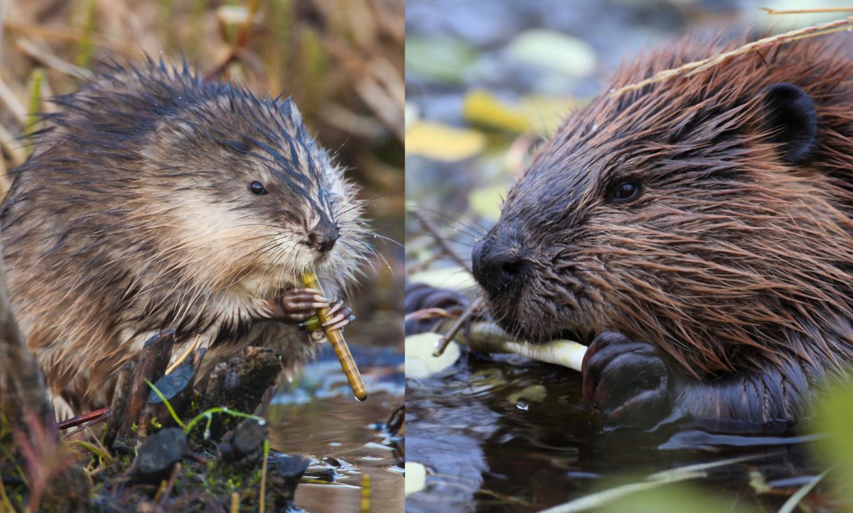 Russian Muskrat