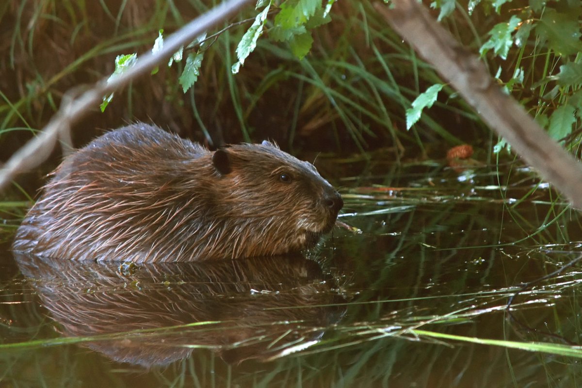 Castor canadensis