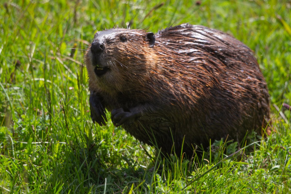 Castor canadensis