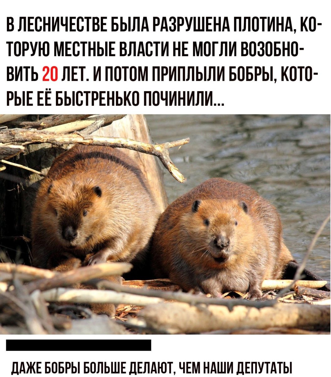 Самка бобра