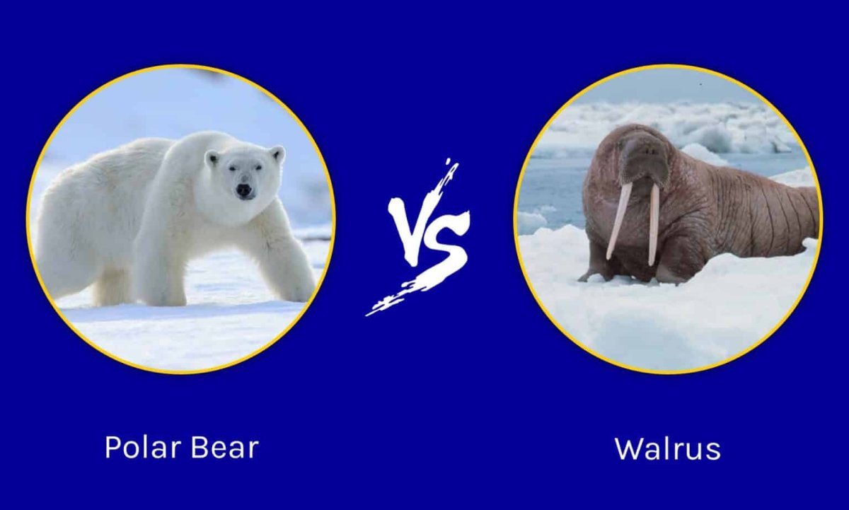 Polar Bear vs Grizzly Bear - who is stronger?