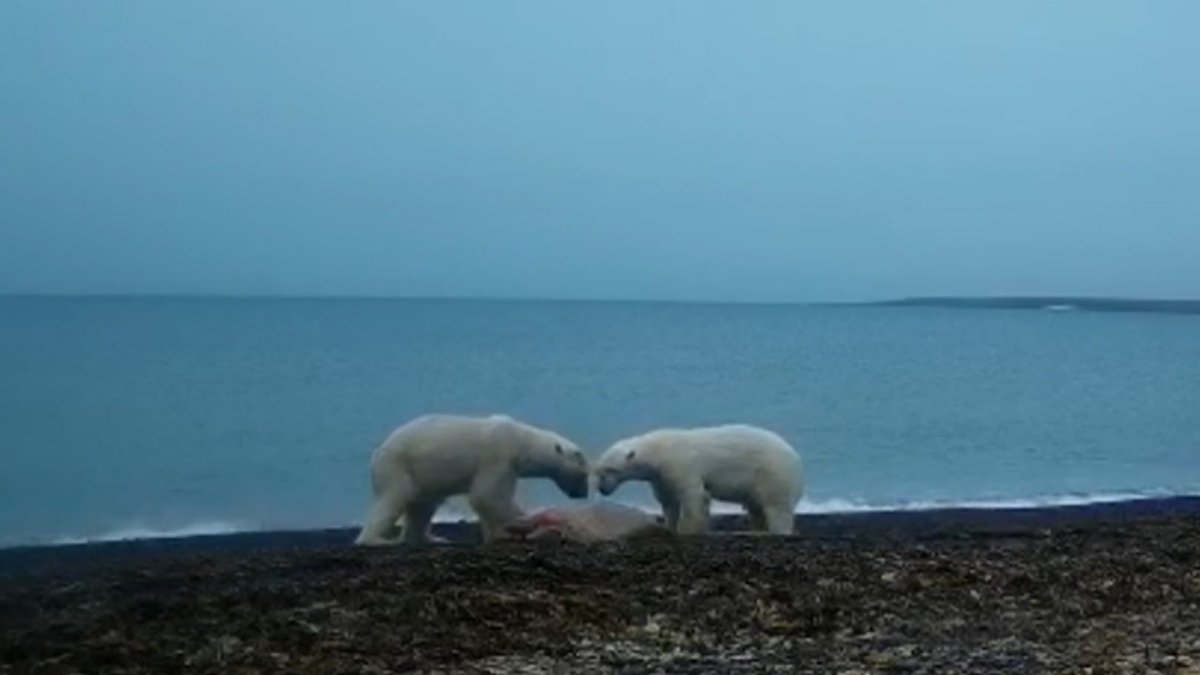 Белый медведь нападает на моржа