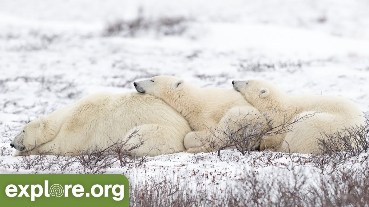 Habitat Artic