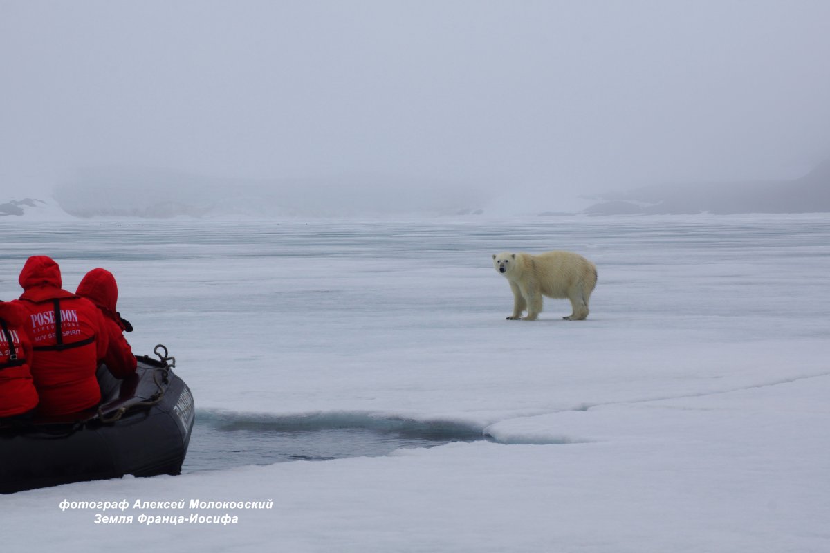 Фото Алексей Молоковский белый Медвежонок