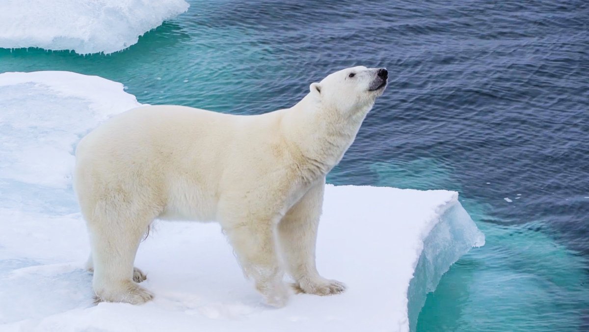 Полар бир (Polar Bear)