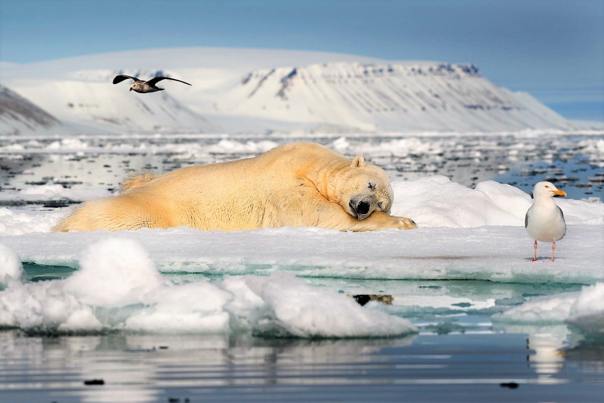 Антарктида морж