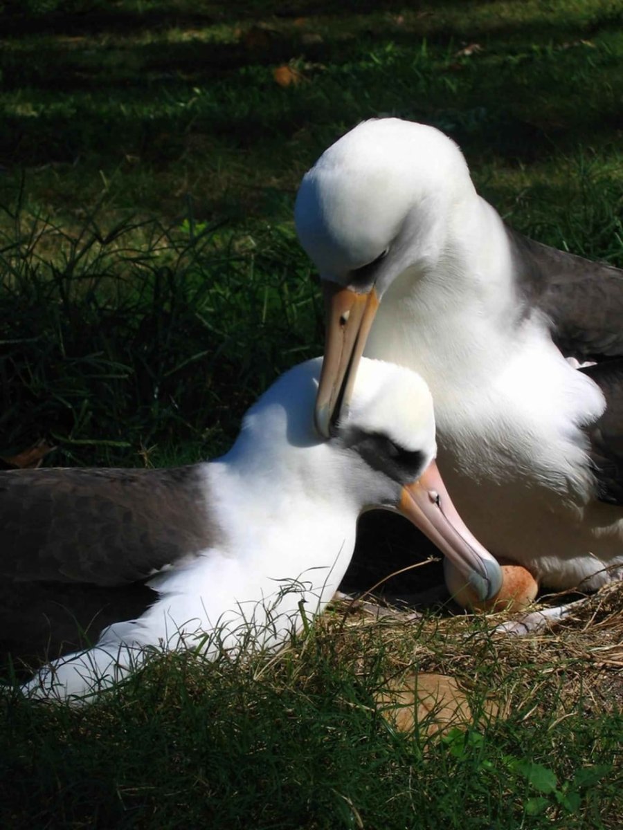 Черноспинный альбатрос