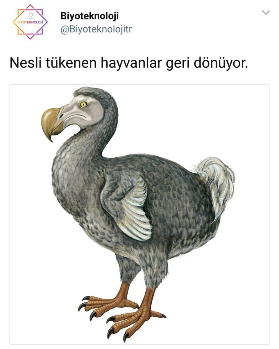 Бурбонский Дронт