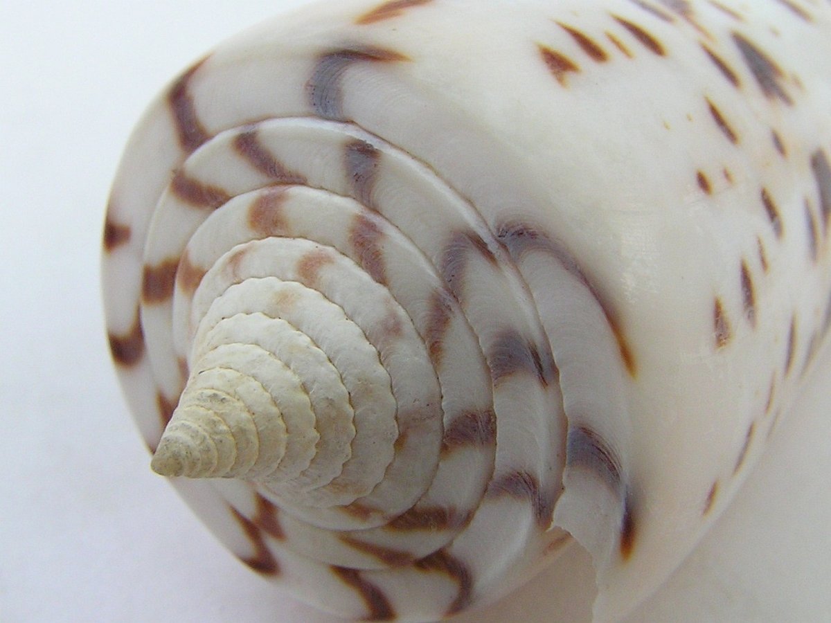 Conus моллюск