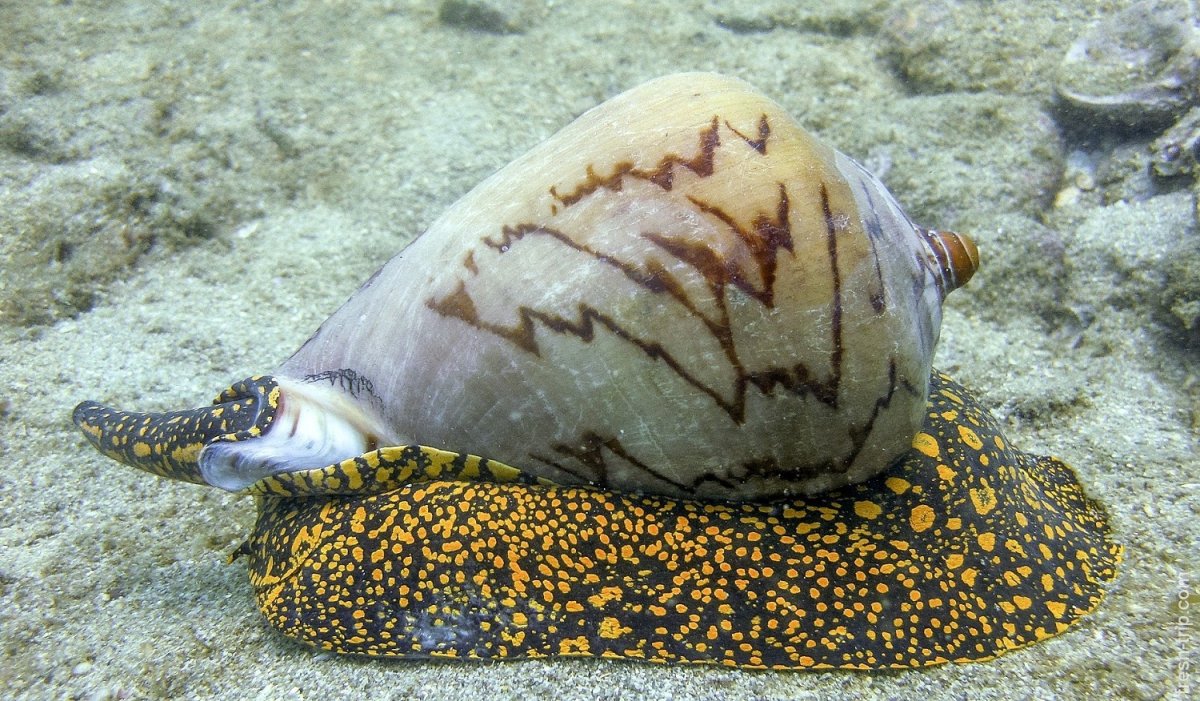 Морские брюхоногие моллюски