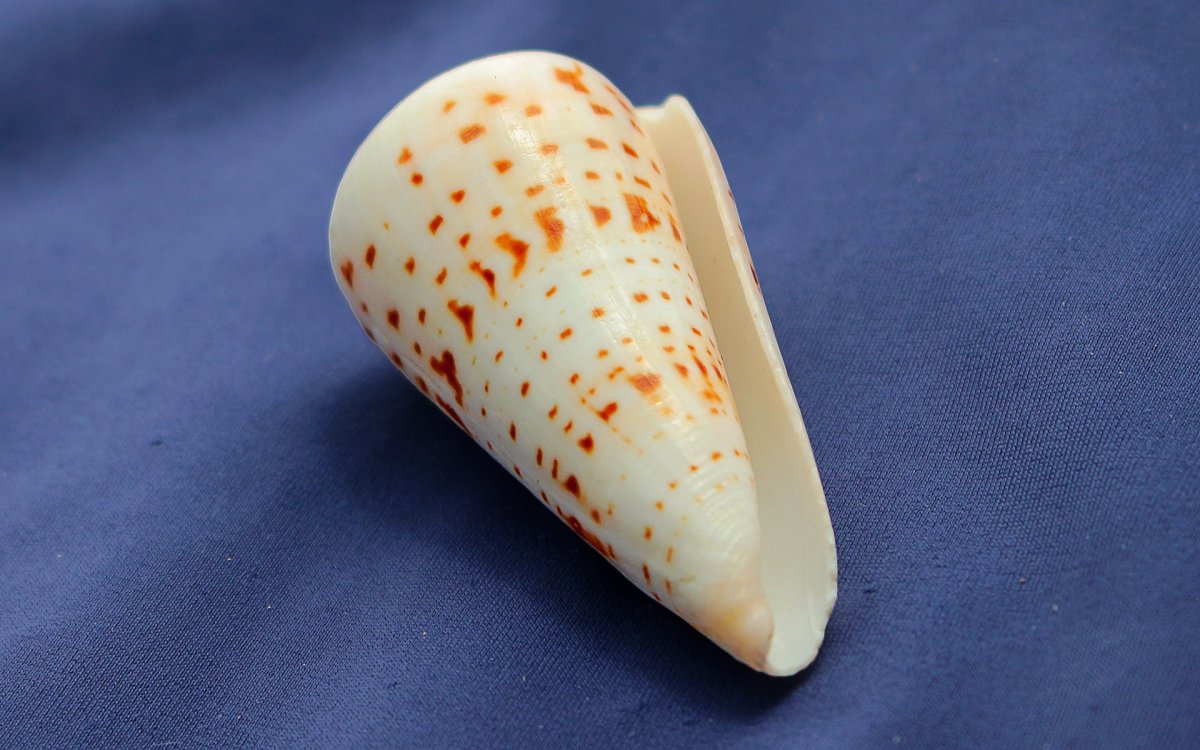 Conus моллюск