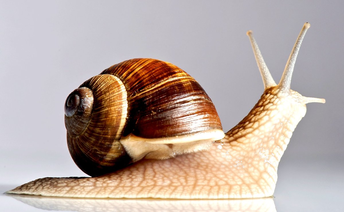 Улитка Rhinocochlis nasuta.