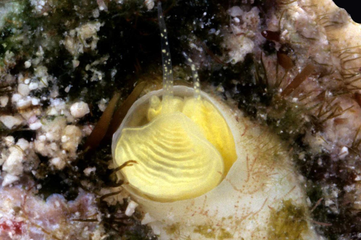Citharinella uhligi фораминифера
