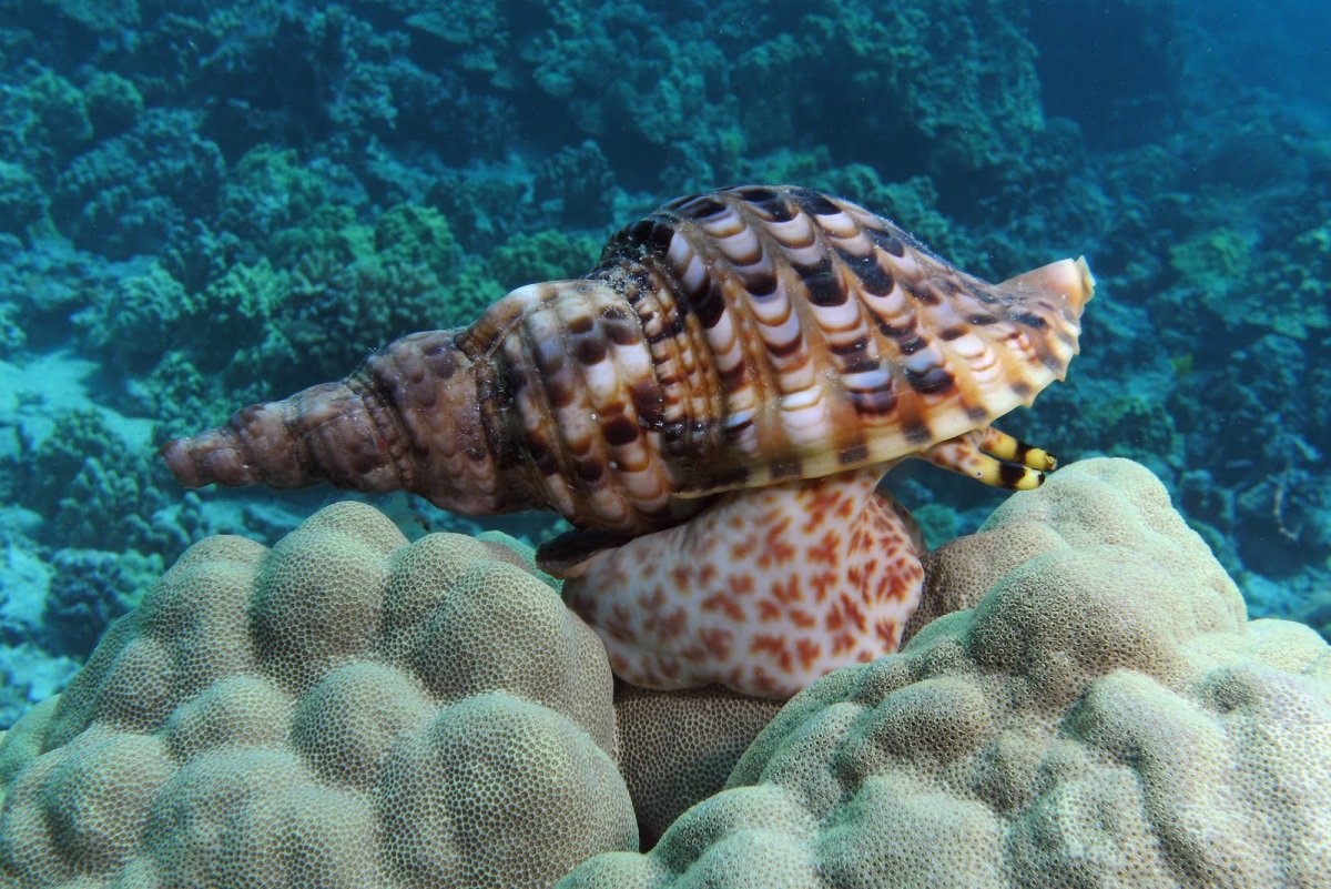Морские брюхоногие моллюски