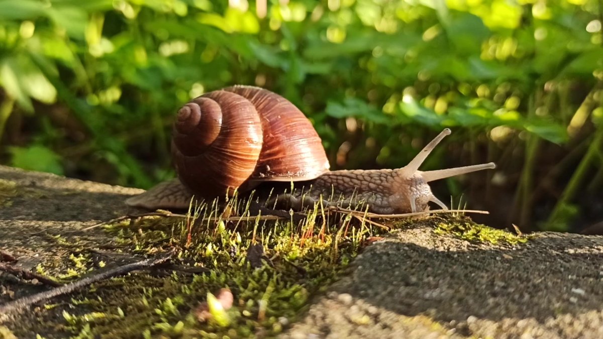Улитка Helix pomatia