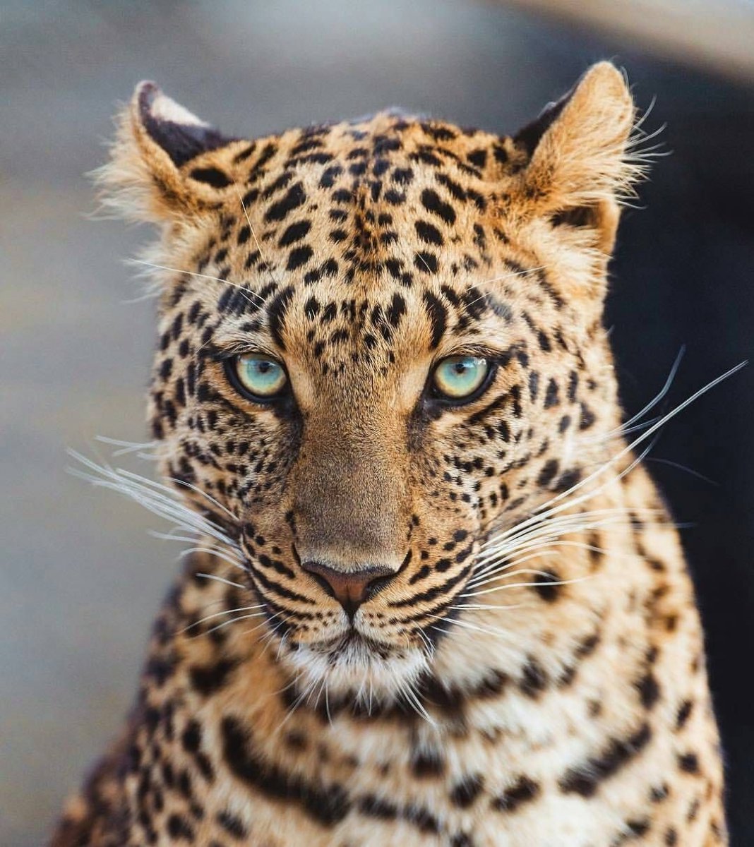 Королевский леопард