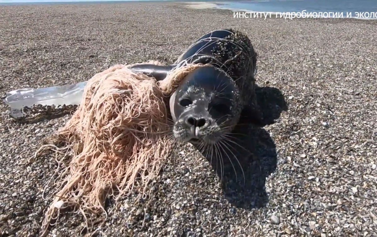 Тюлень хищник