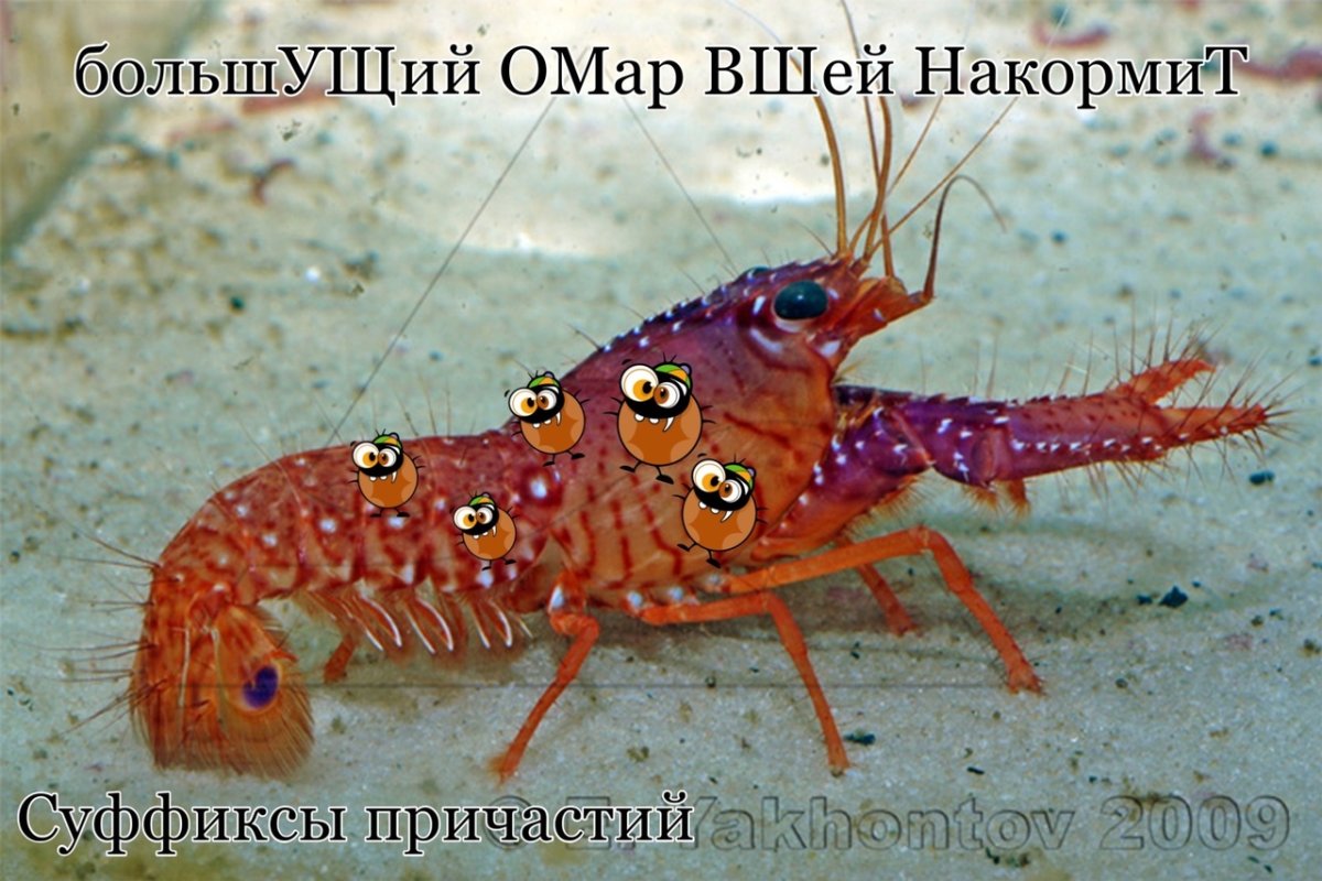 Омар рифовый Даума (пурпурный) , м / Enoplometopus daumi