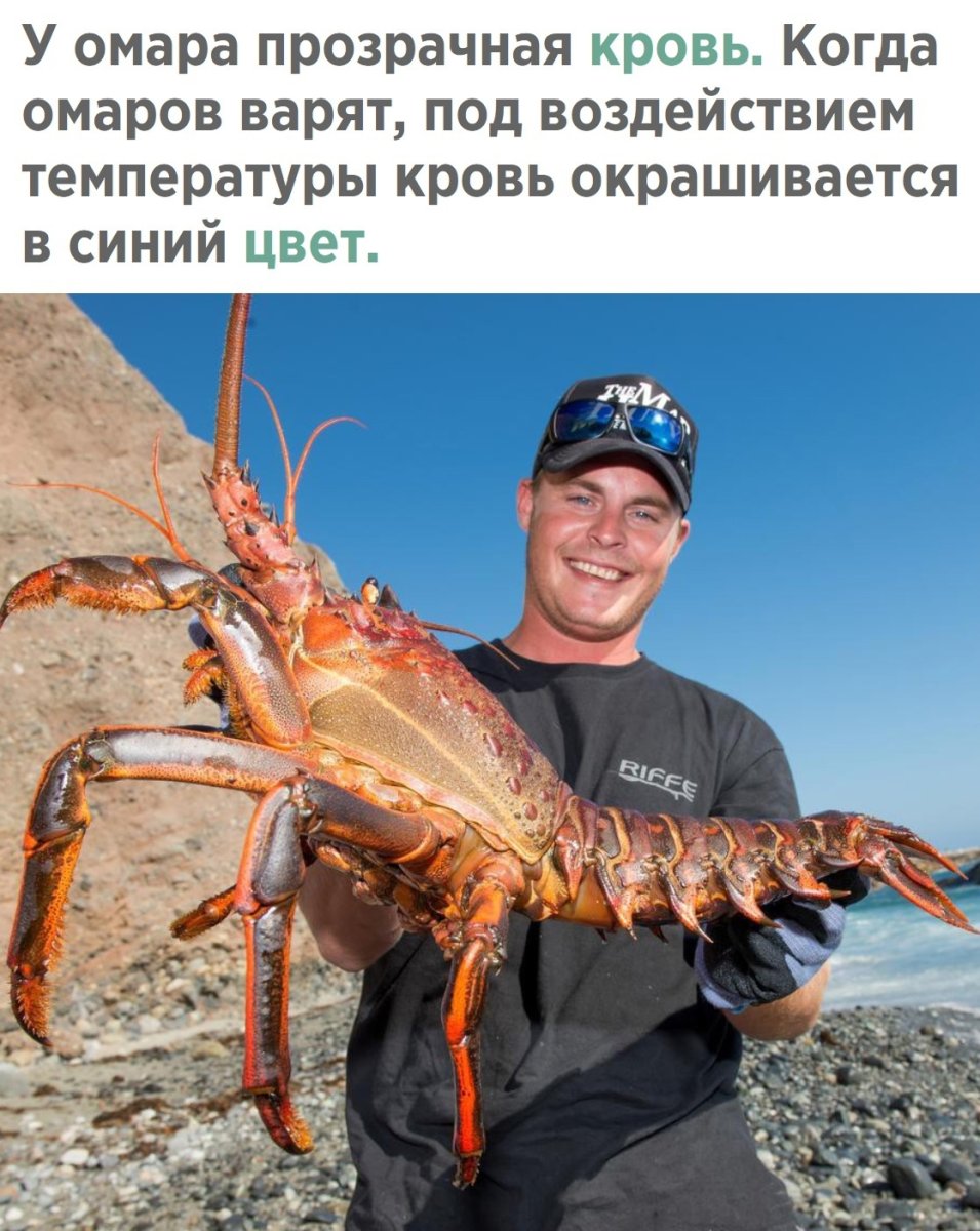 Лангустин лангуст Омар лобстер