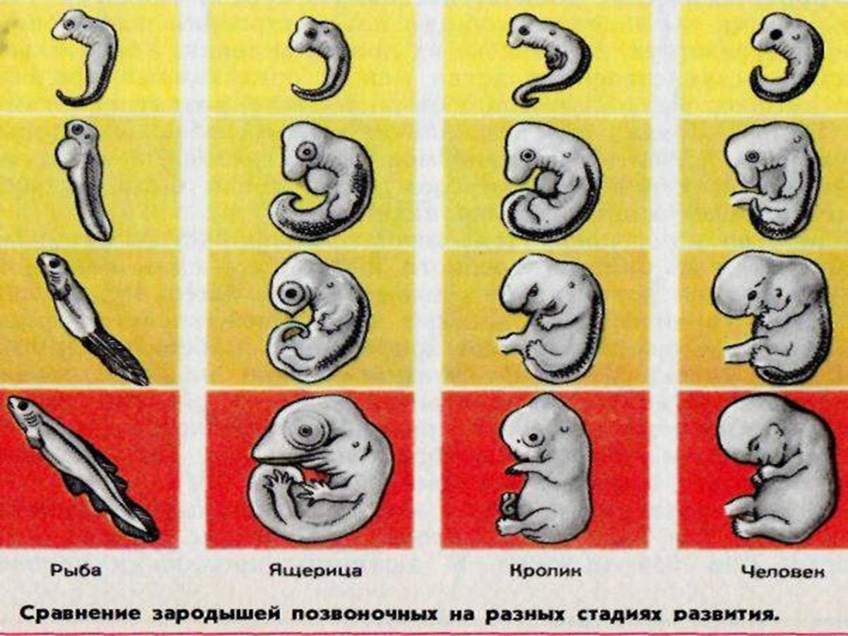 Сходство зародышей позвоночных животных