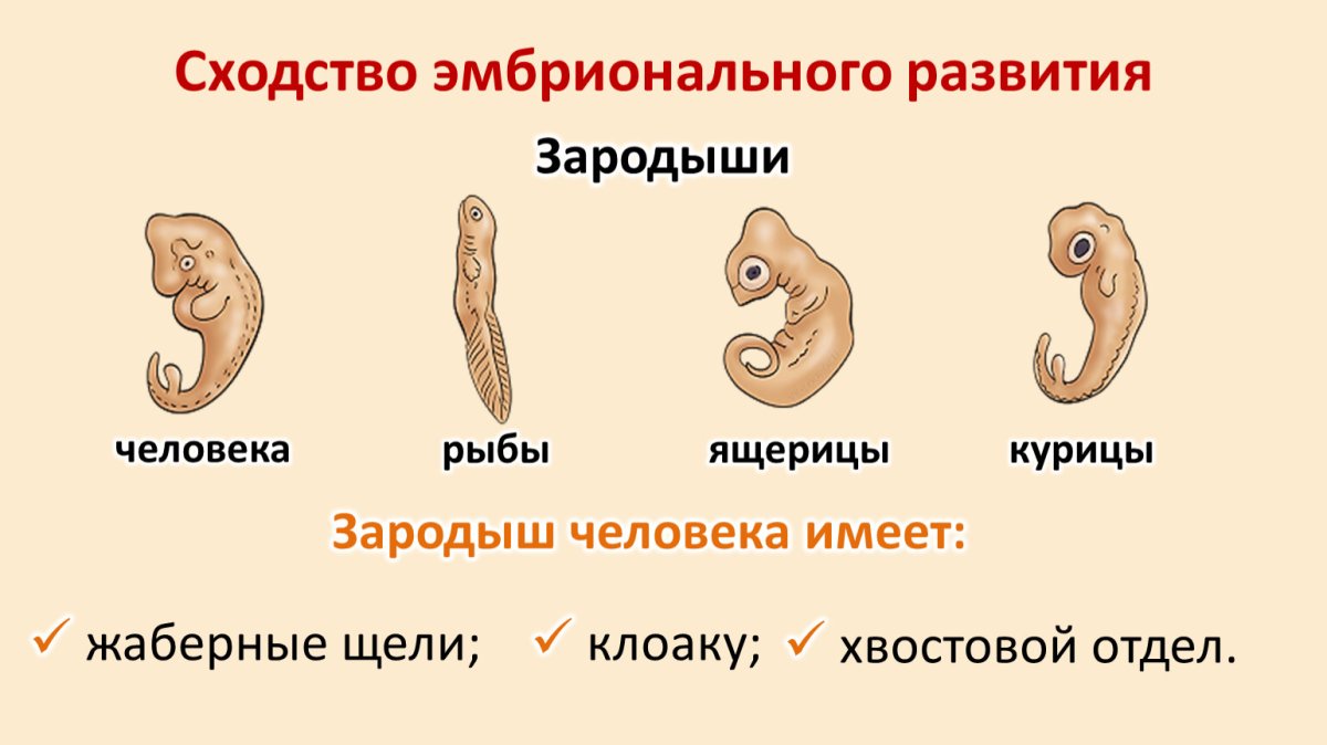 Сходство эмбрионов