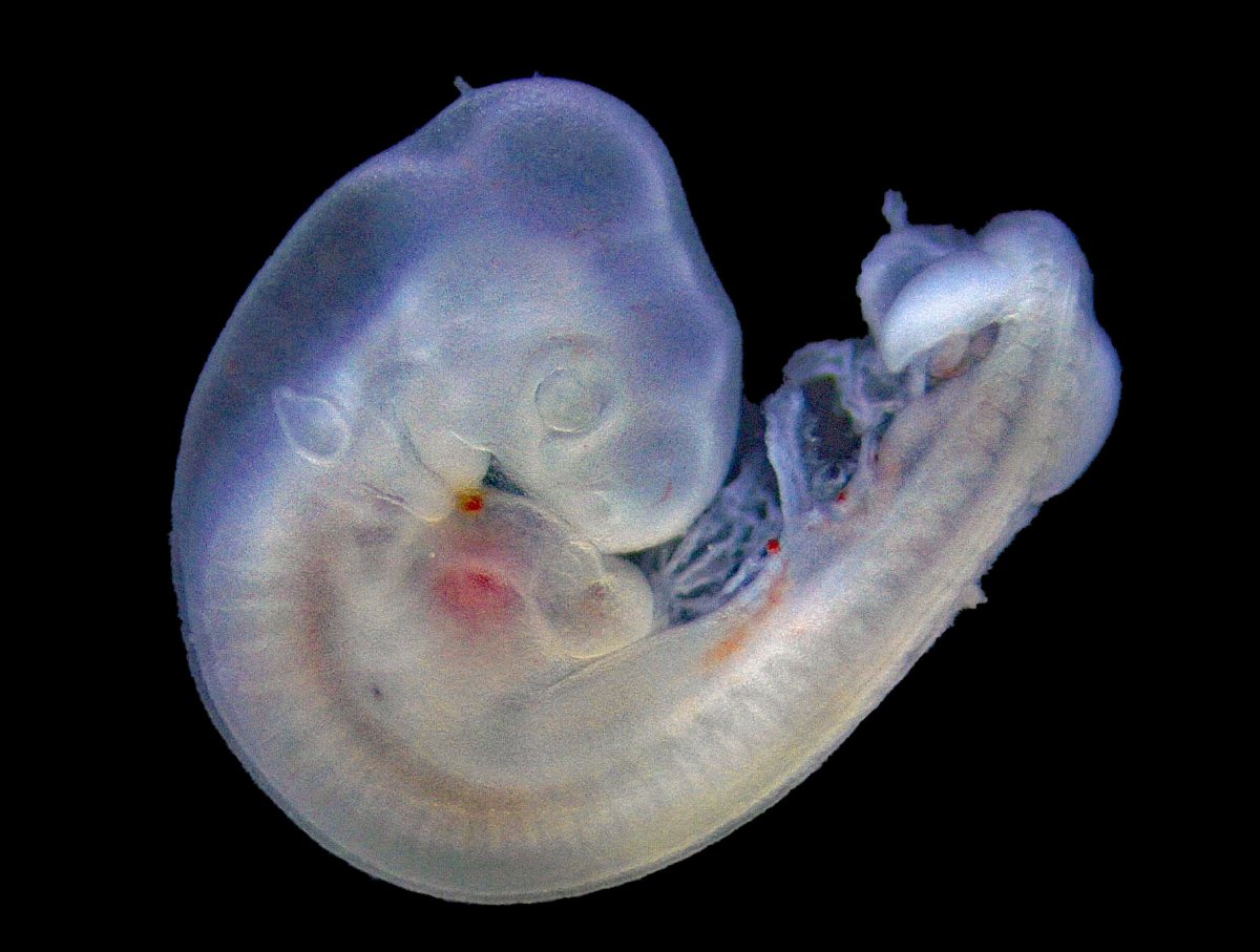 Embryo dish