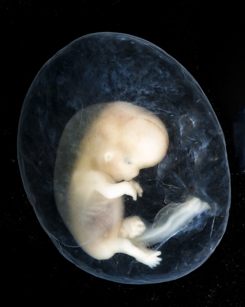 Эмбрион животного