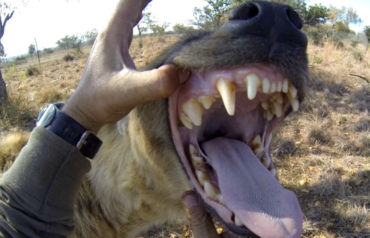 Kevin Richardson Lion Whisperer