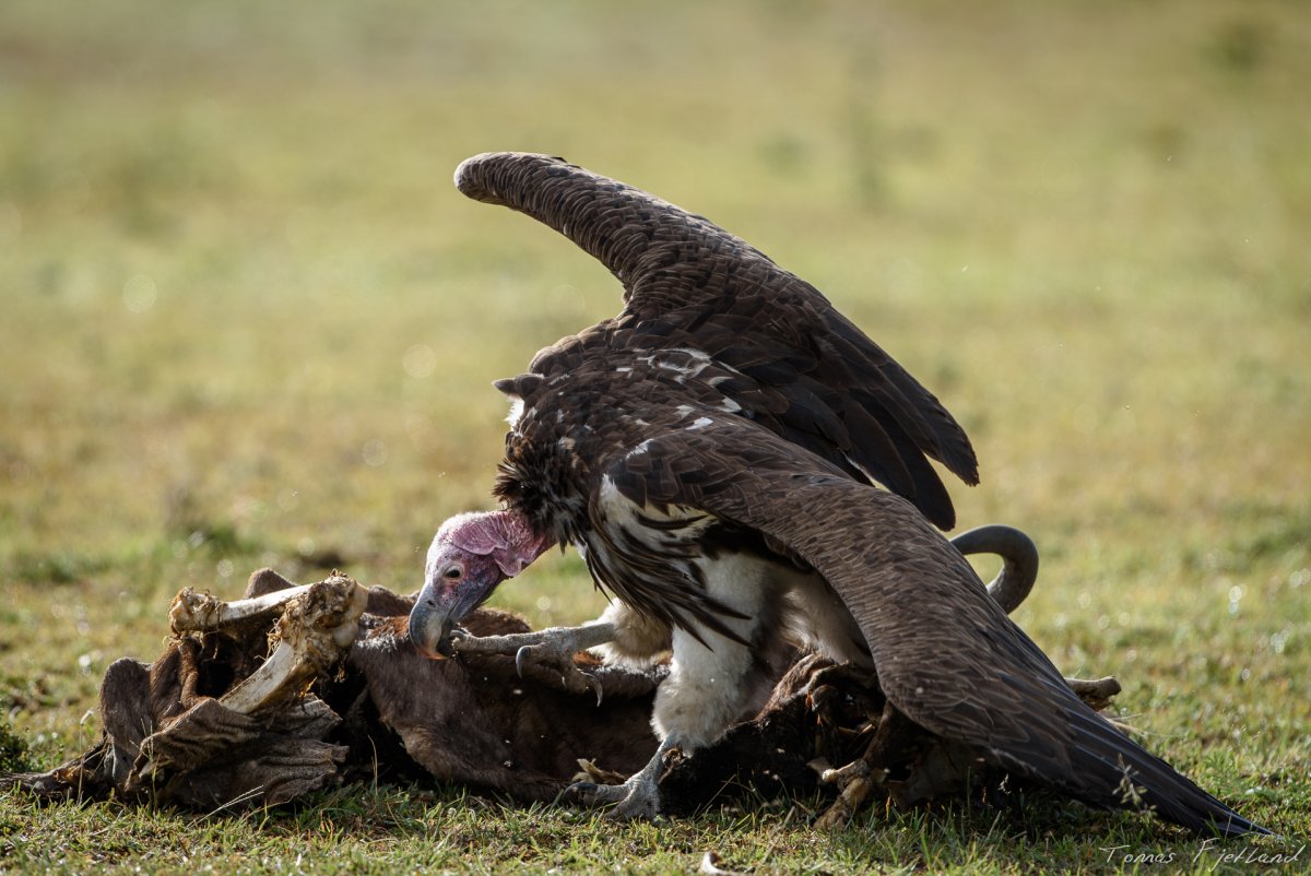 Lappet-faced Vulture
