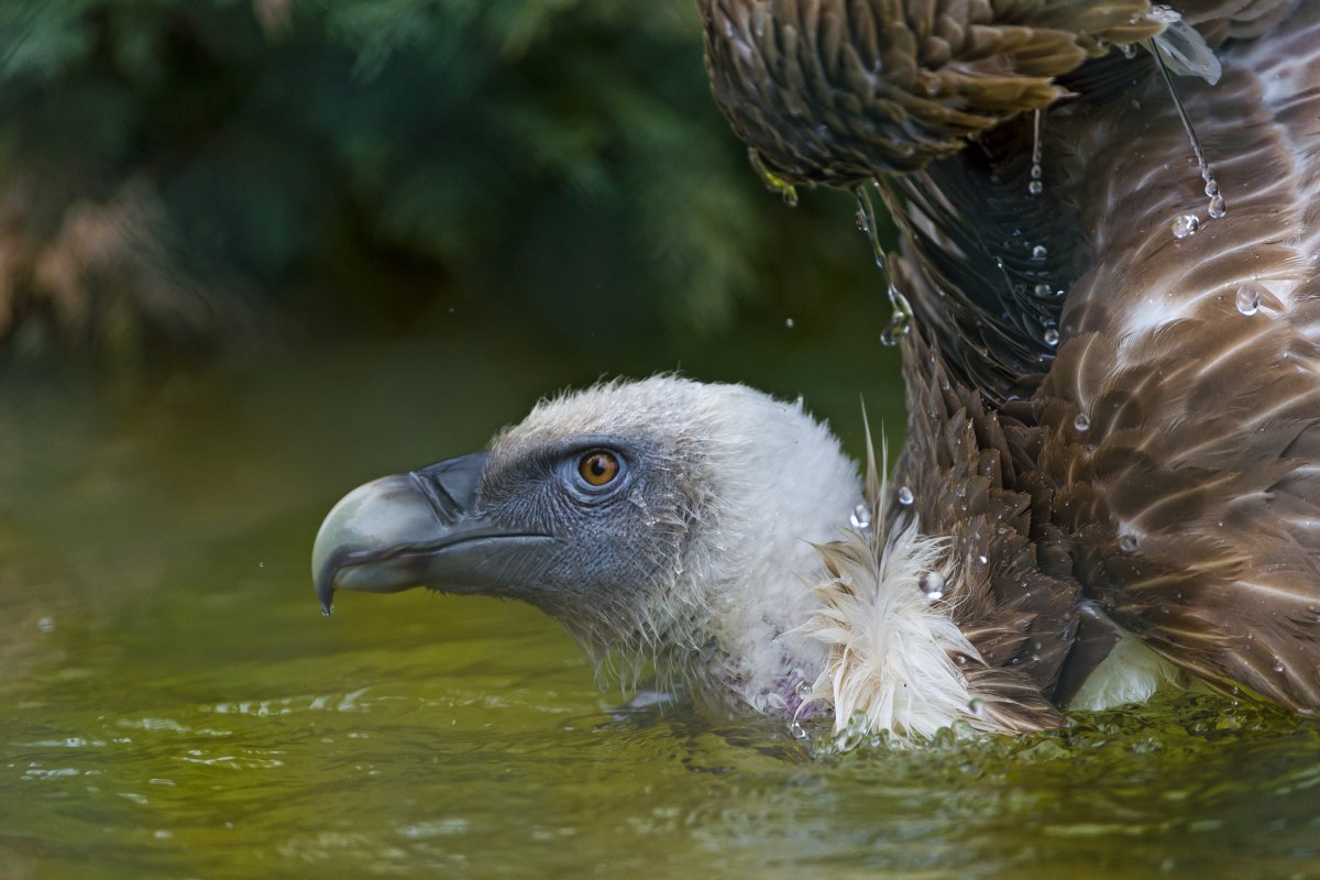 Водяная птица
