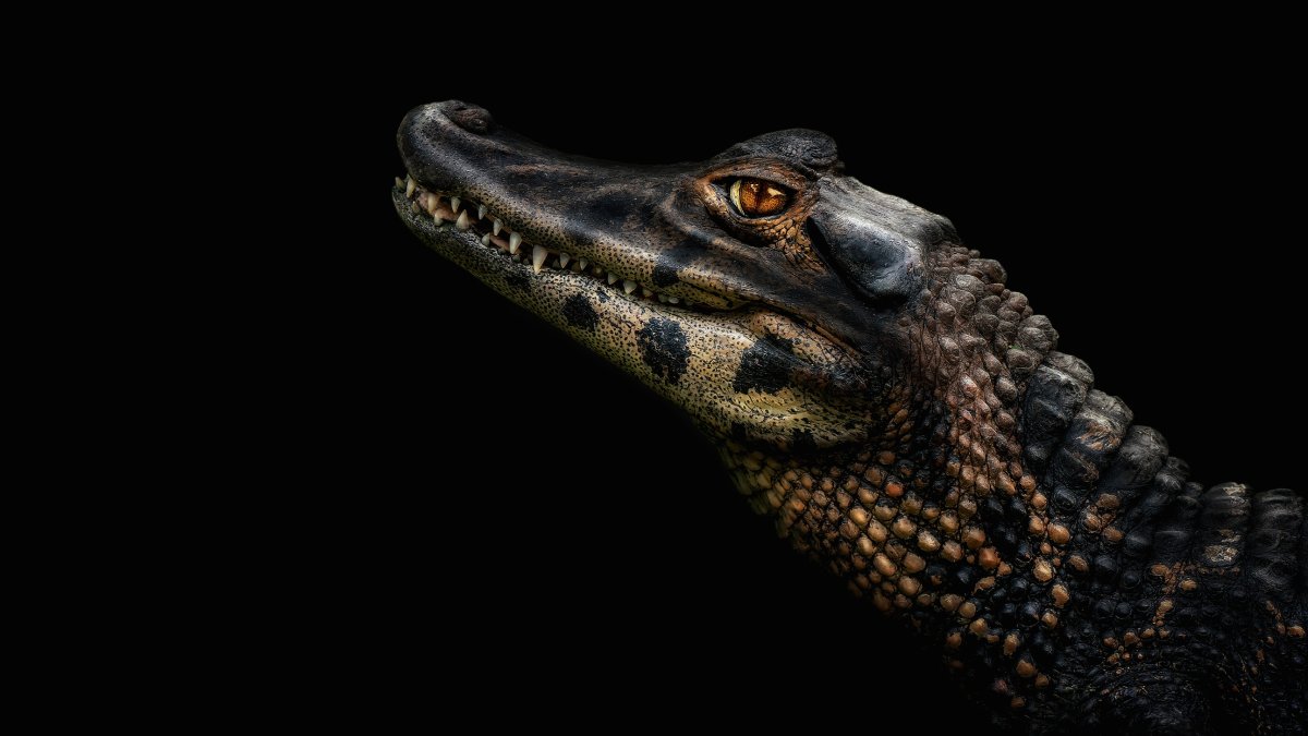 Black Caiman