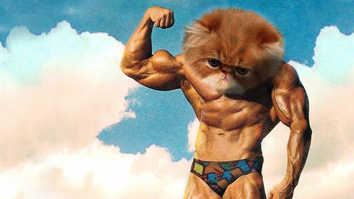 Кот качок