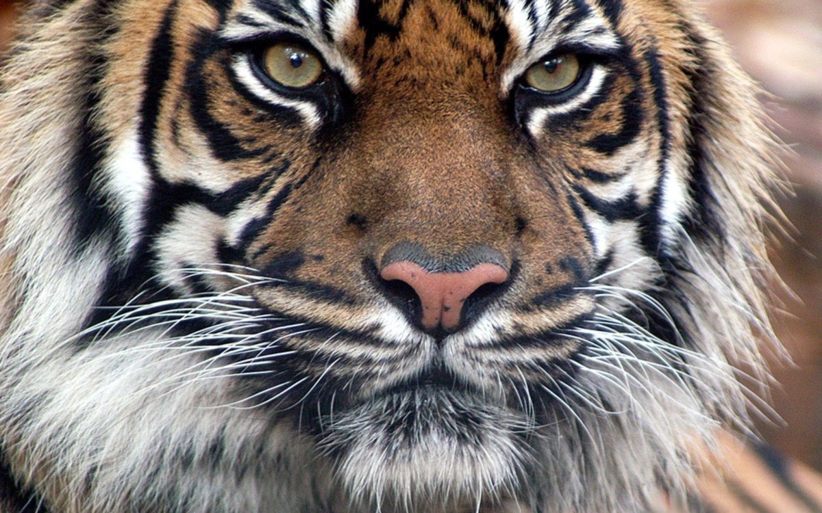 Мордочка тигра