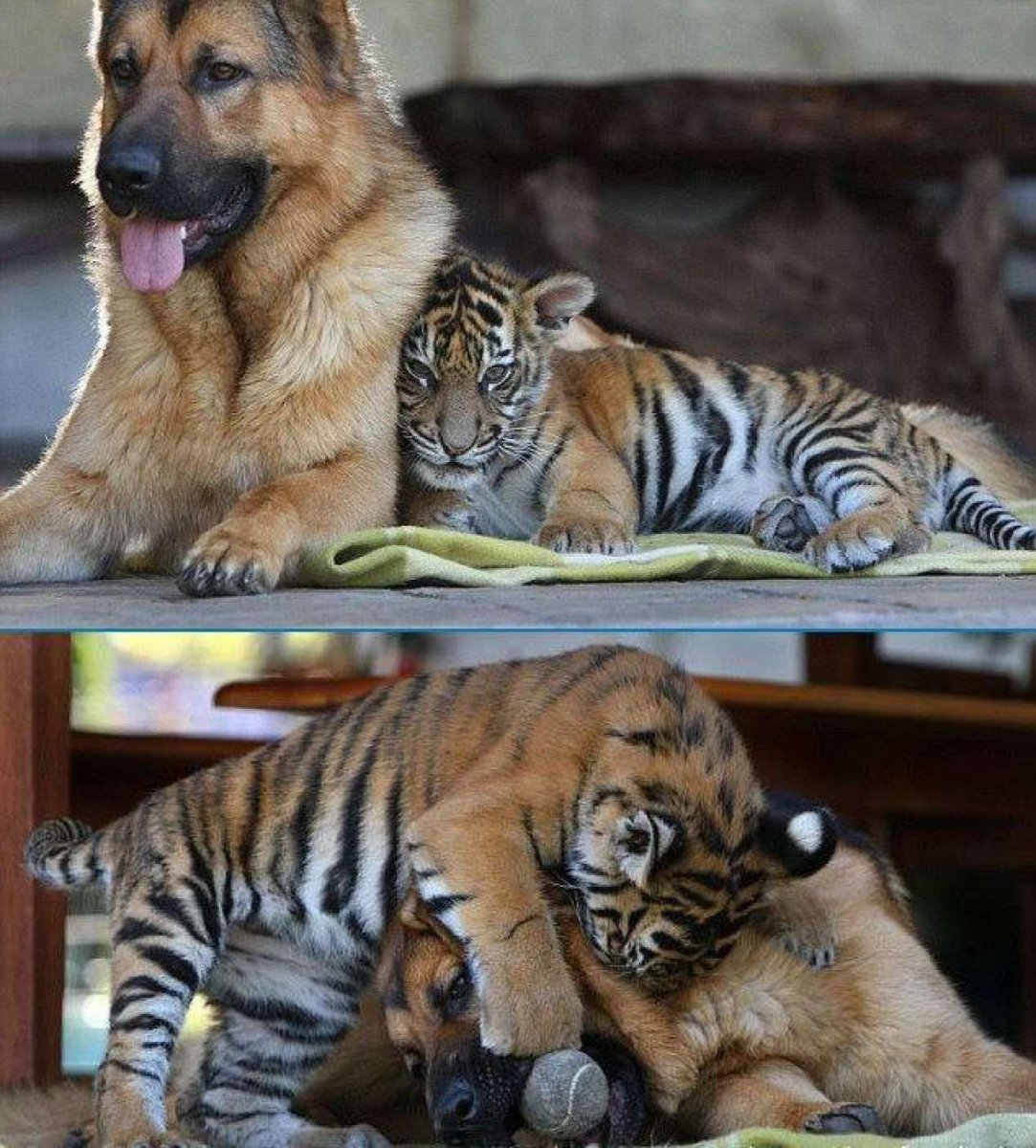 Пес с тиграми