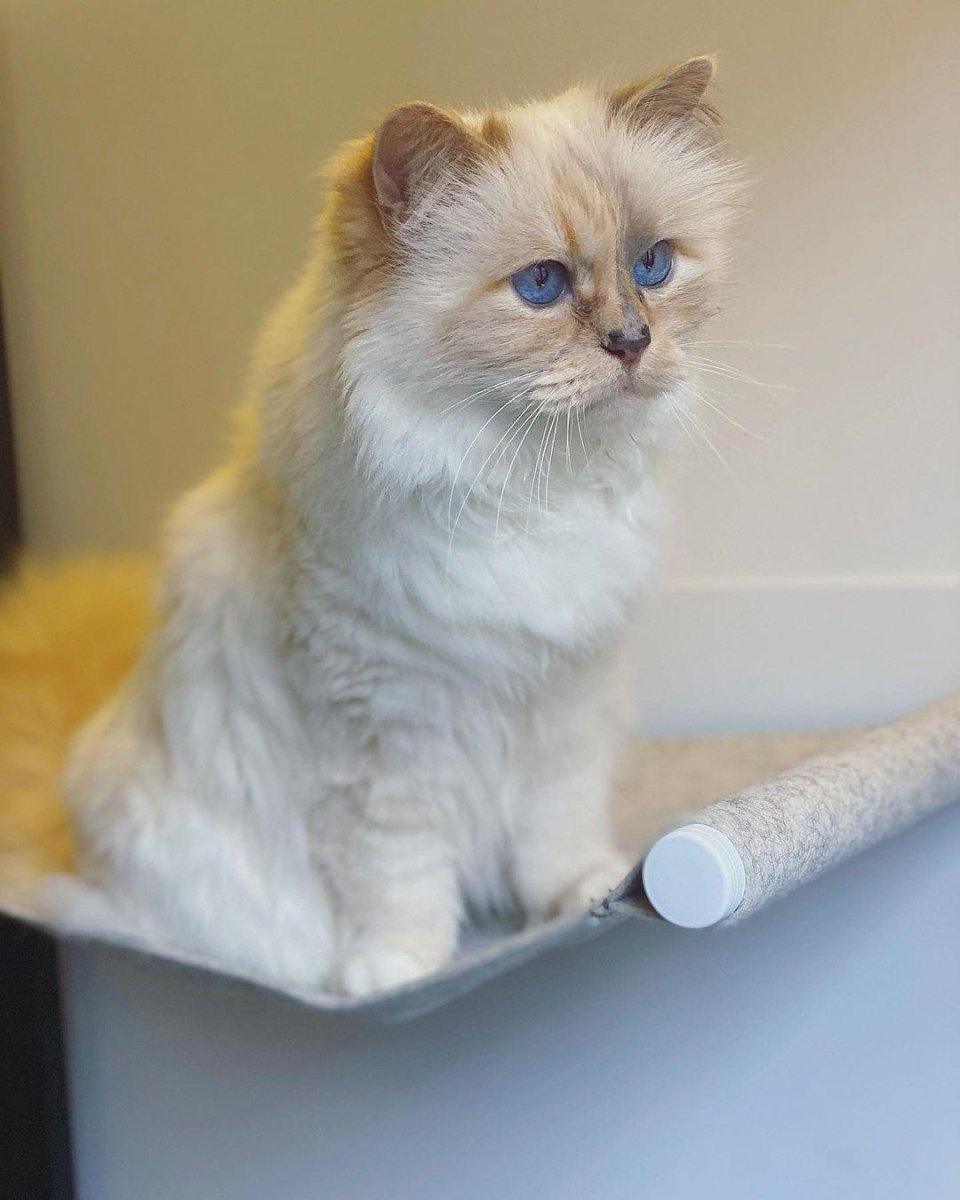 Шупетт кошка Карла