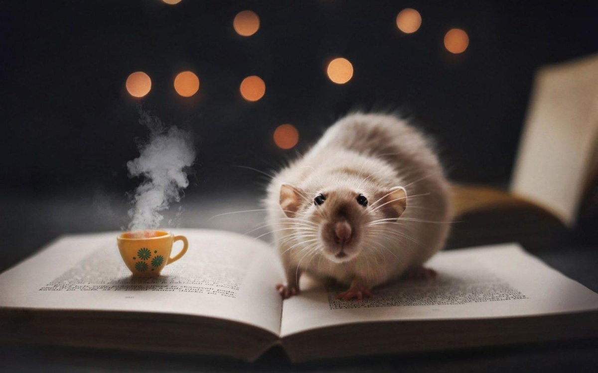 Мышки в книжке