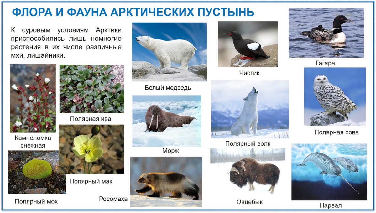 Животный мир в арктических и антарктических пустынях