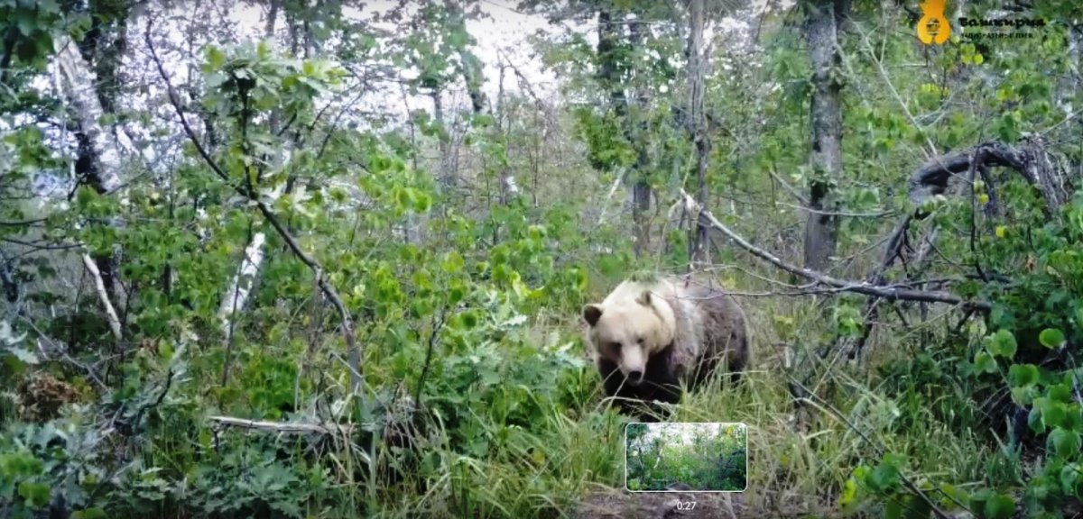 Собаки нападают на медведя