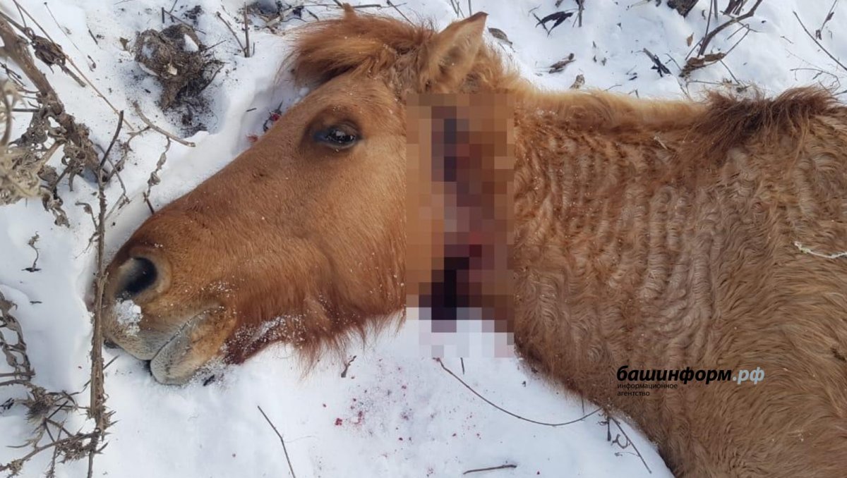 Убийства лошадей в Башкирии