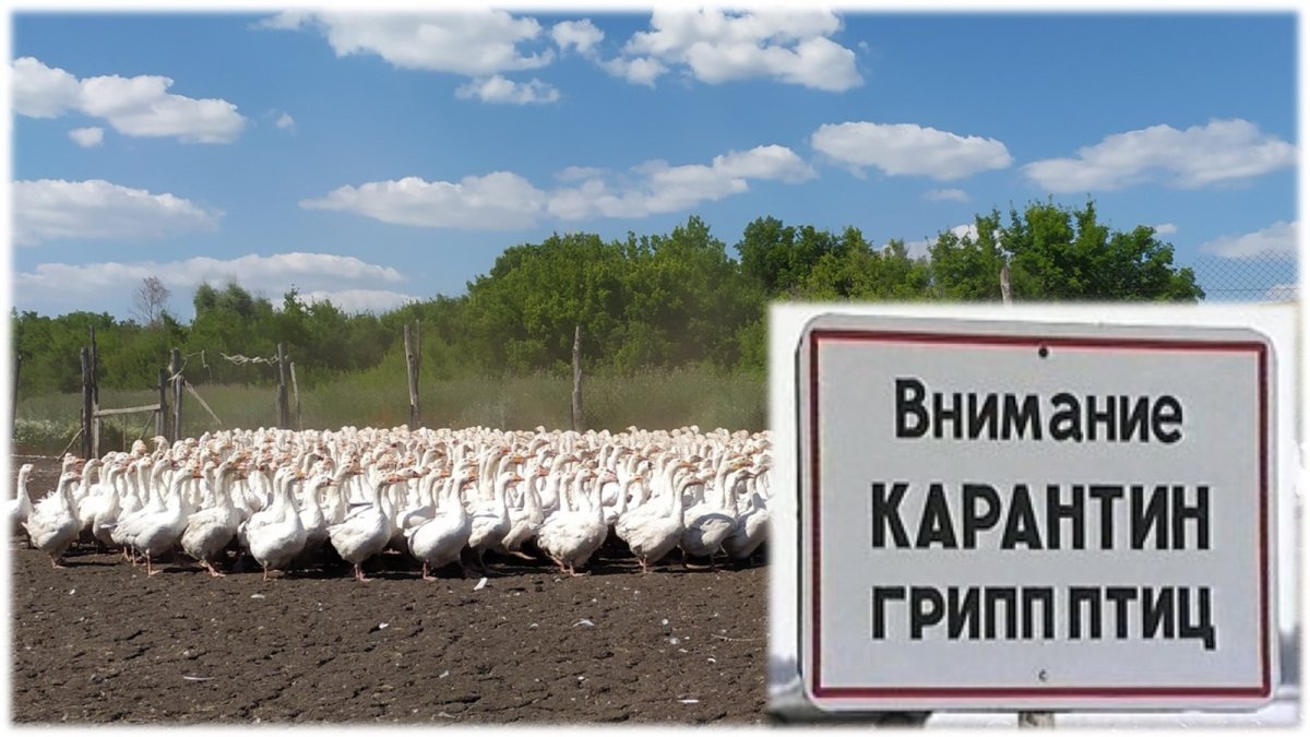 Птичий гриб